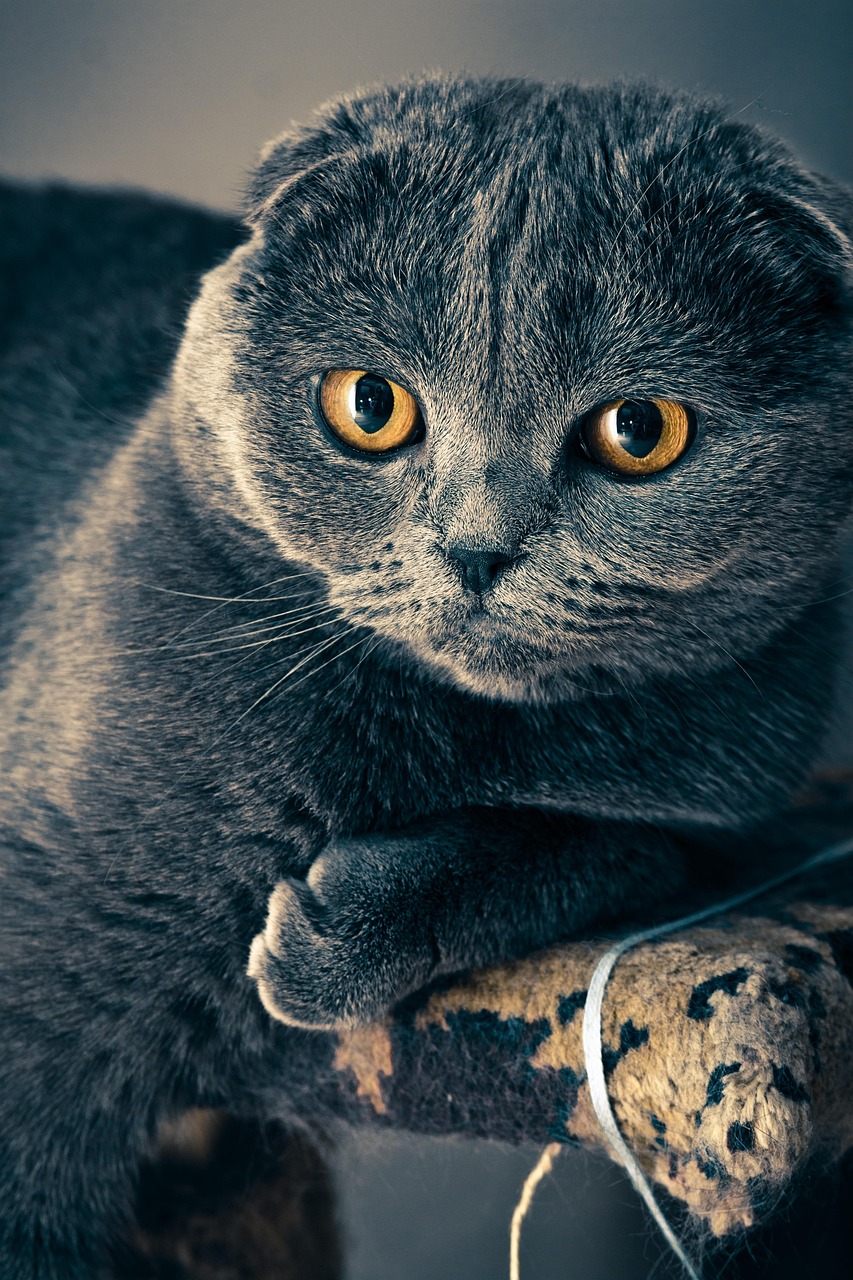 Kedi için pazar listesi, Jetgo Market gramaj ve çuval notu