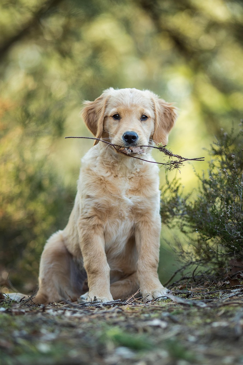 Köpek çuvalı pazar hesabı, yürüyüş ve porsiyon notu
